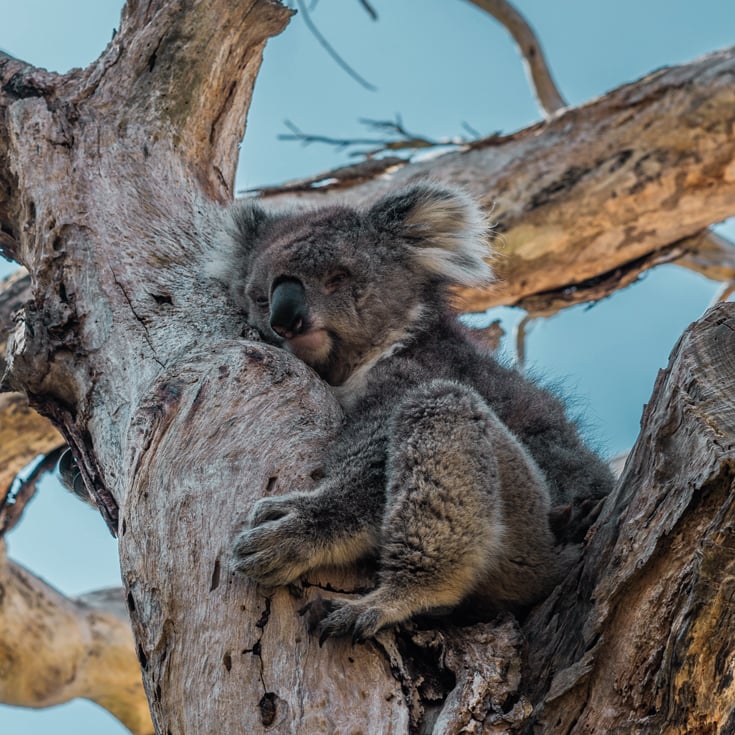 Koala in a tree