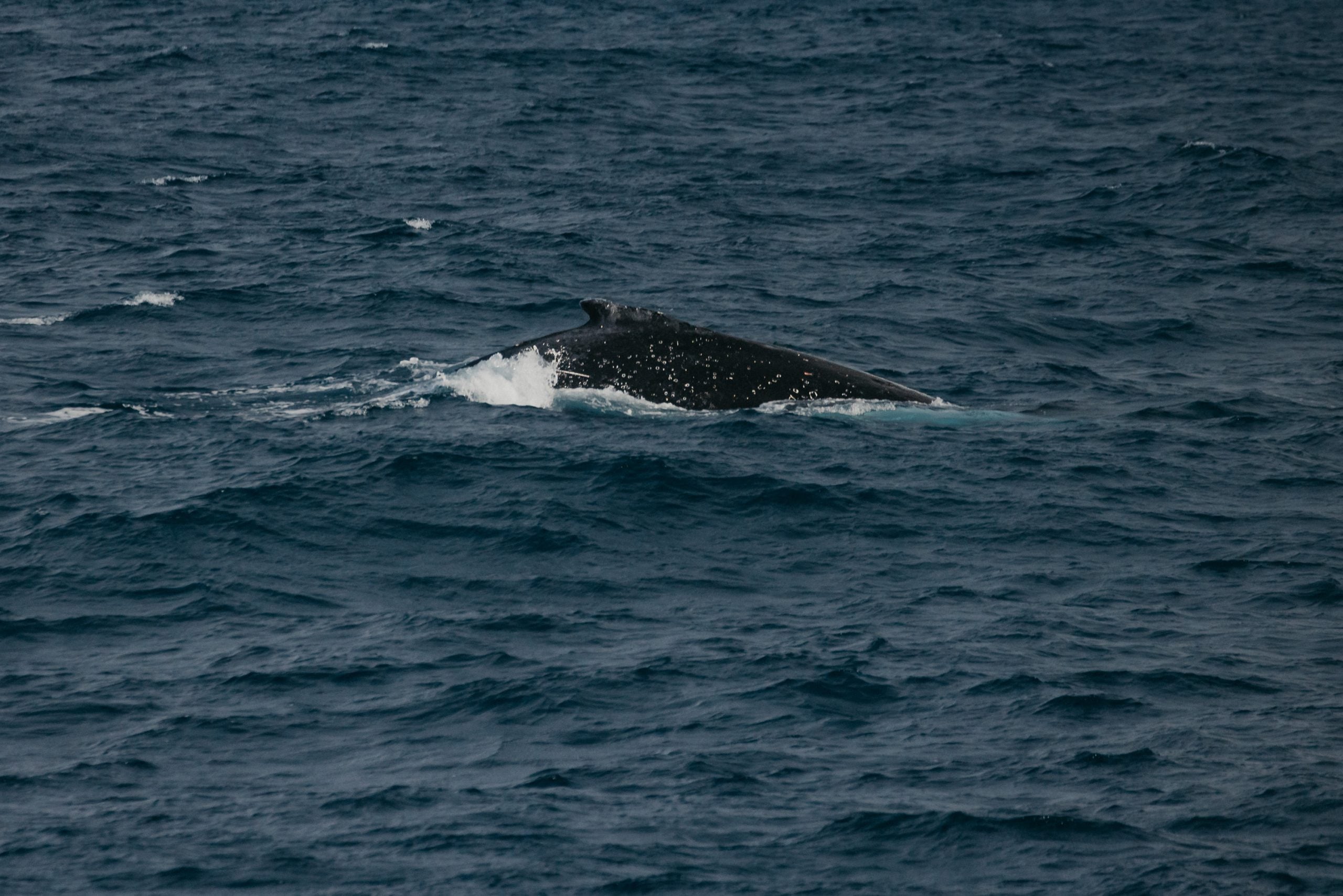 Australian Philanthropic Services marine conservation and whale watching